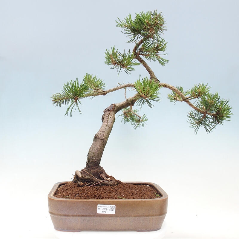 Venkovní bonsai - Pinus mugo   - Borovice kleč