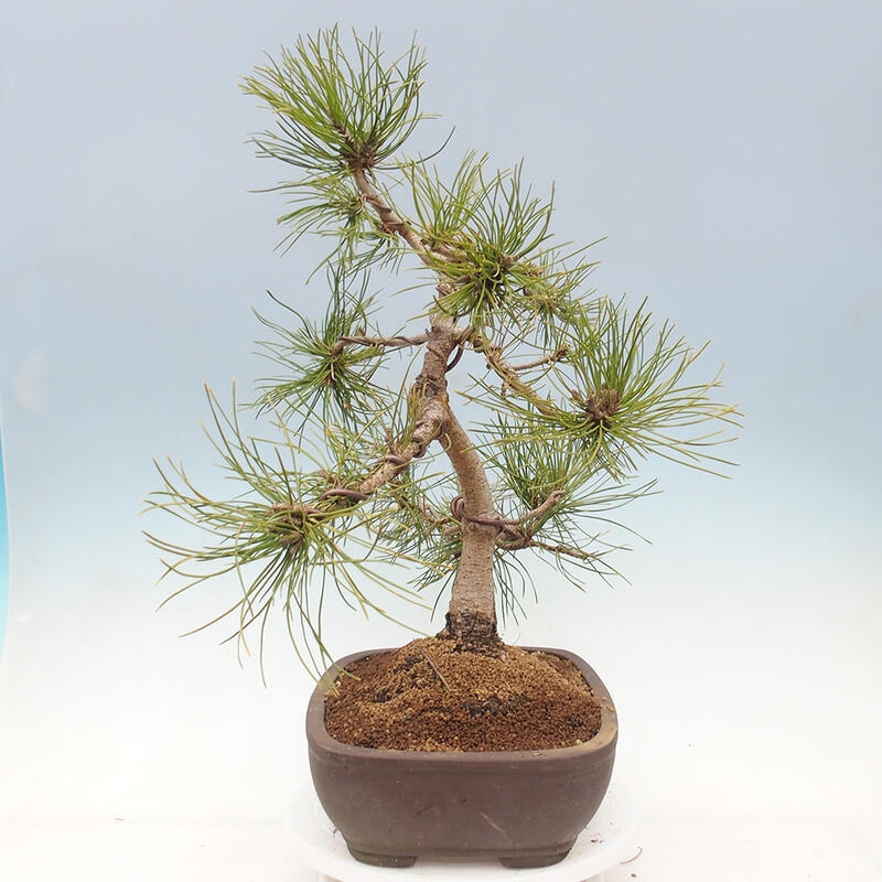 Venkovní bonsai - Pinus mugo   - Borovice kleč