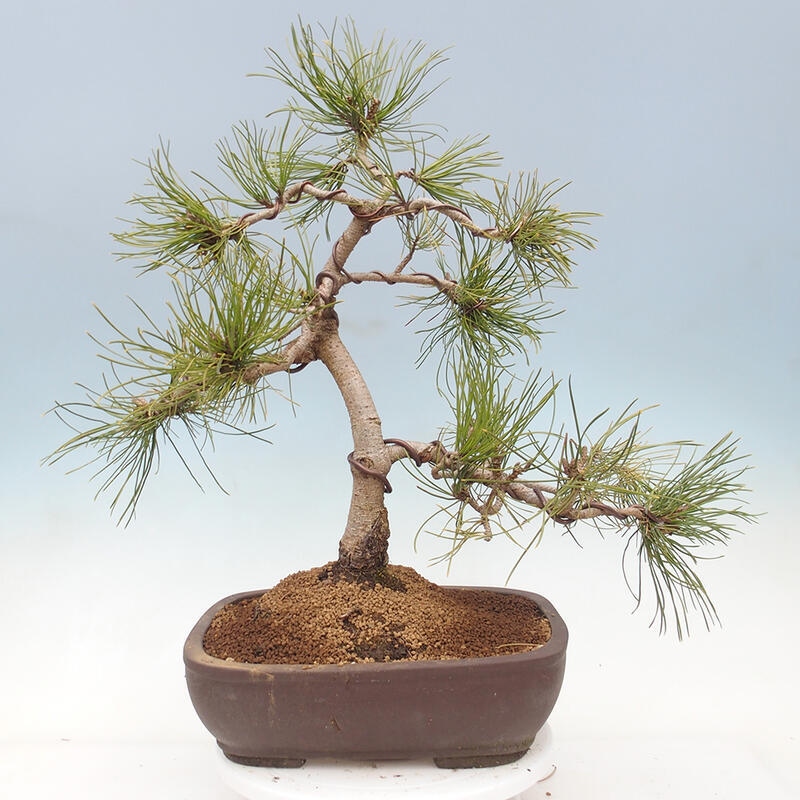 Venkovní bonsai - Pinus mugo   - Borovice kleč