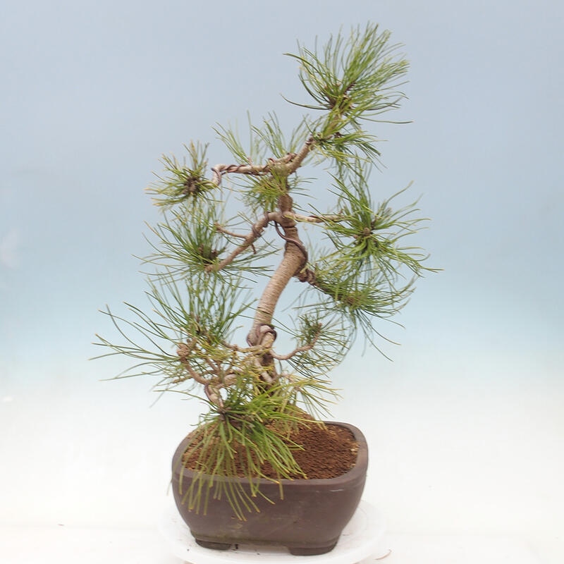 Venkovní bonsai - Pinus mugo   - Borovice kleč