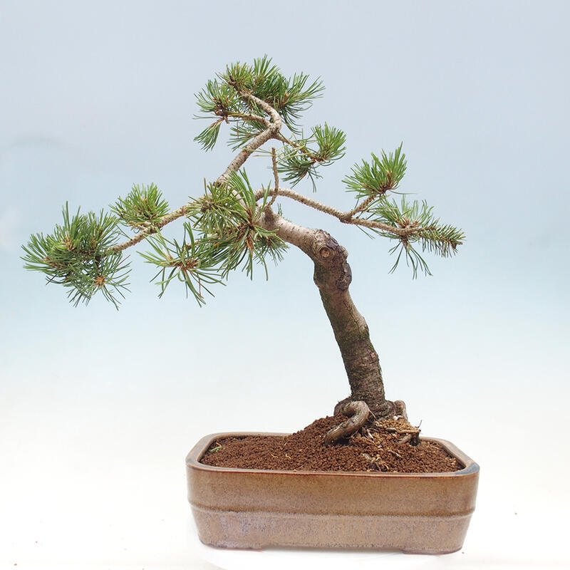 Venkovní bonsai - Pinus mugo   - Borovice kleč