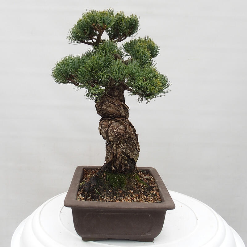 Venkovní bonsai - Pinus parviflora - Borovice drobnokvětá