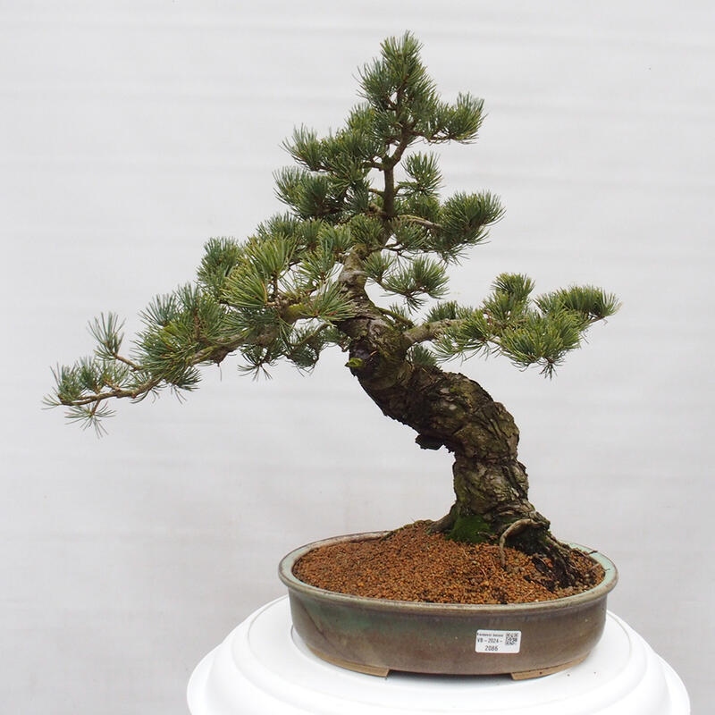 Venkovní bonsai - Pinus parviflora - Borovice drobnokvětá