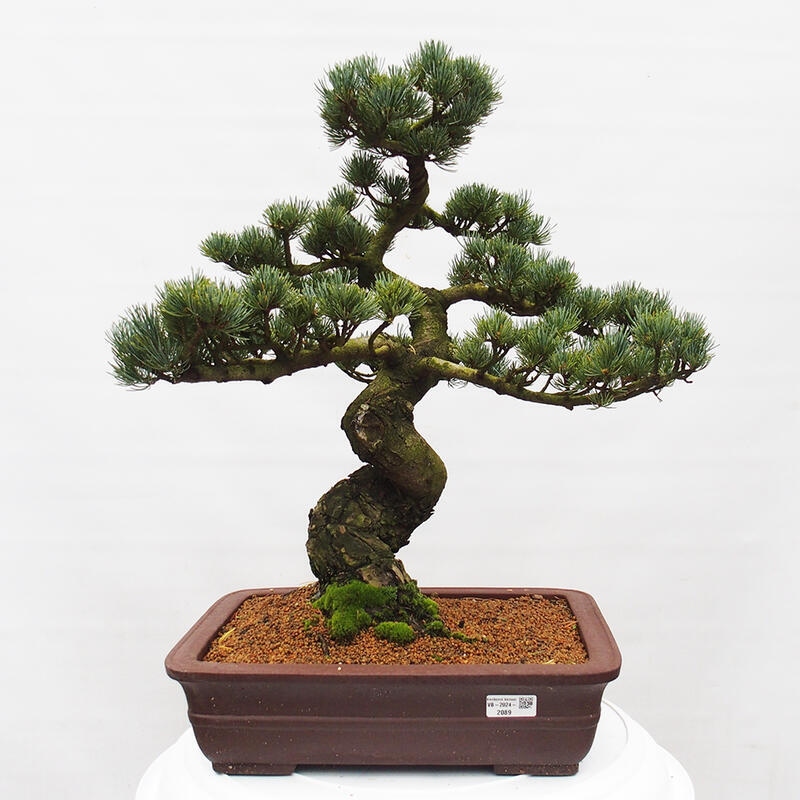 Venkovní bonsai - Pinus parviflora - Borovice drobnokvětá