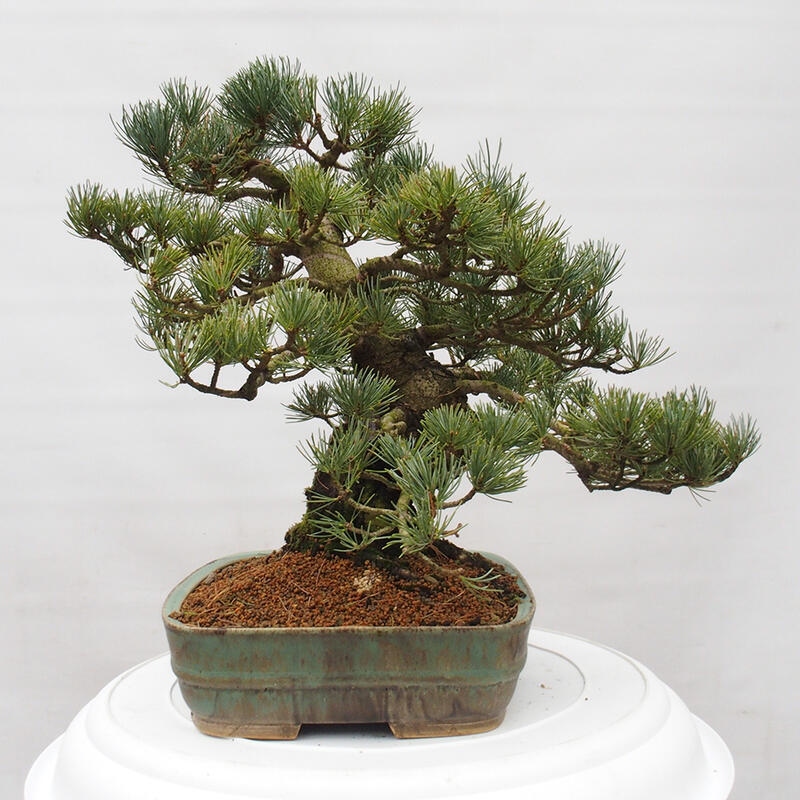 Venkovní bonsai - Pinus parviflora - Borovice drobnokvětá