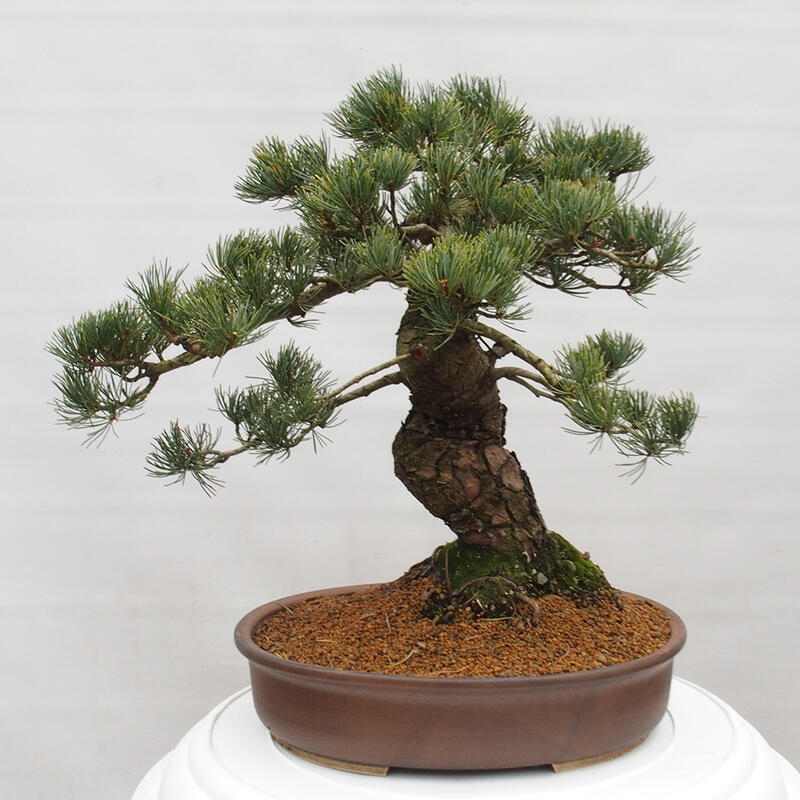 Venkovní bonsai - Pinus parviflora - Borovice drobnokvětá