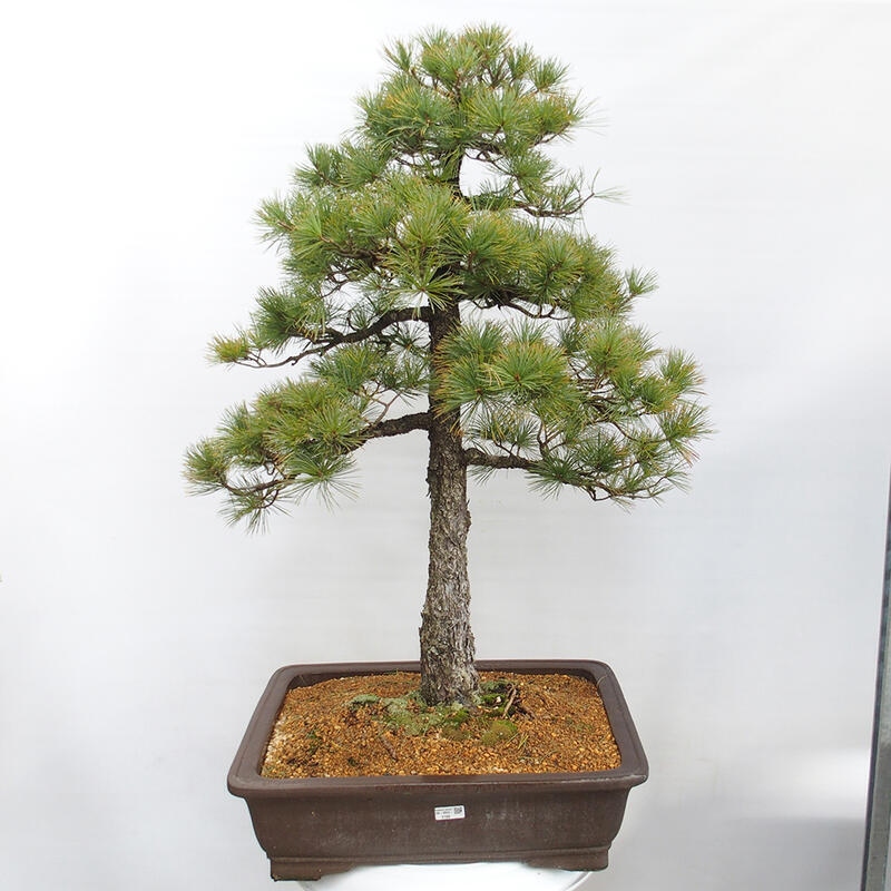 Venkovní bonsai - Pinus parviflora - Borovice drobnokvětá