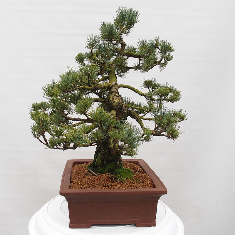 Venkovní bonsai - Pinus parviflora - Borovice drobnokvětá