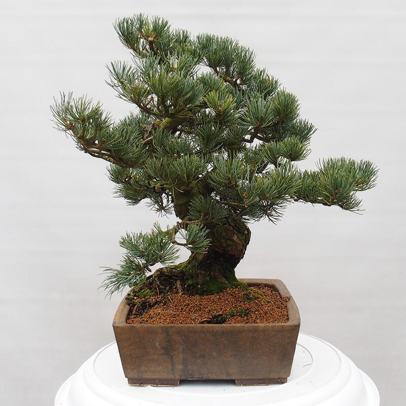 Venkovní bonsai - Pinus parviflora - Borovice drobnokvětá