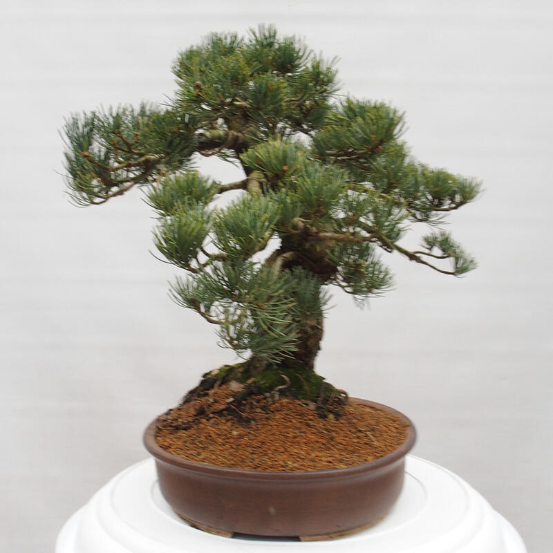 Venkovní bonsai - Pinus parviflora - Borovice drobnokvětá