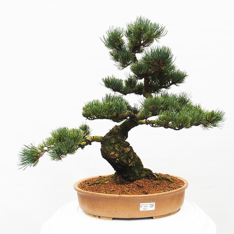 Venkovní bonsai - Pinus parviflora - Borovice drobnokvětá