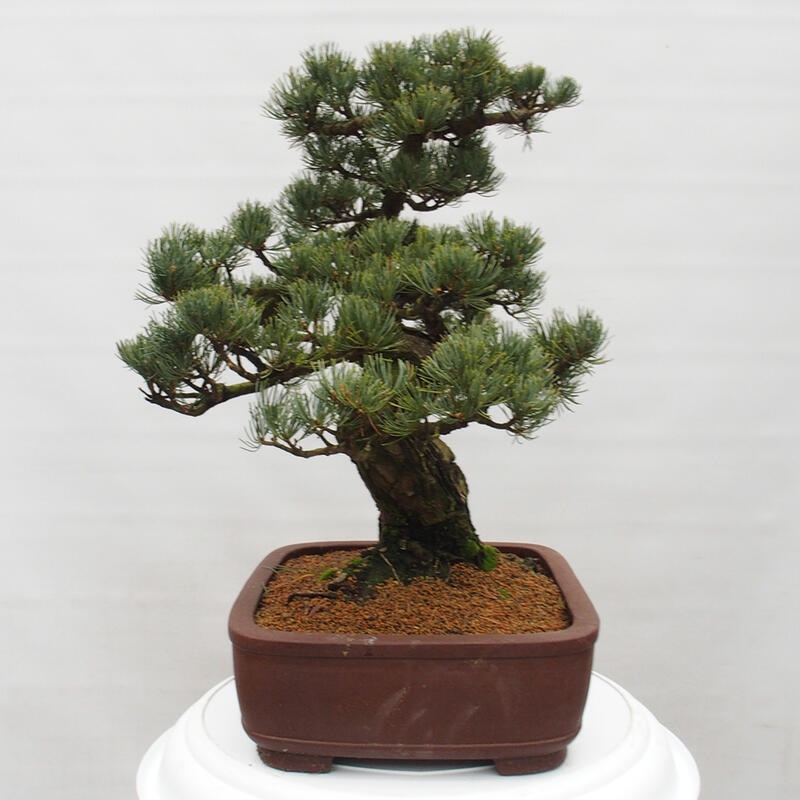 Venkovní bonsai - Pinus parviflora - Borovice drobnokvětá