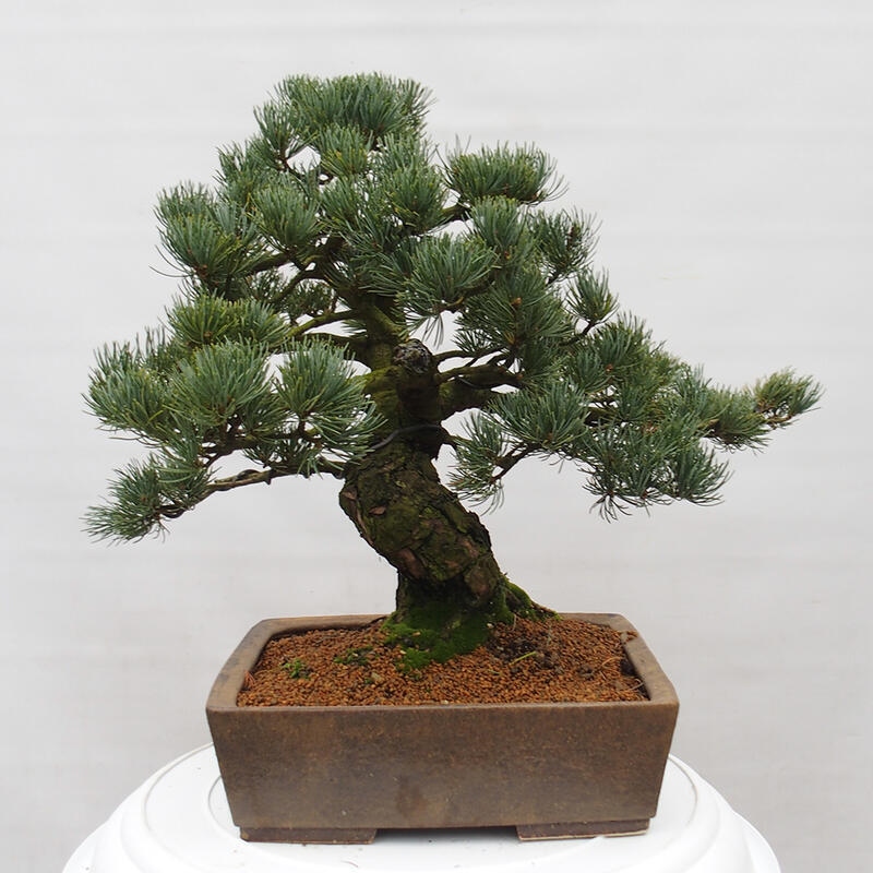 Venkovní bonsai - Pinus parviflora - Borovice drobnokvětá