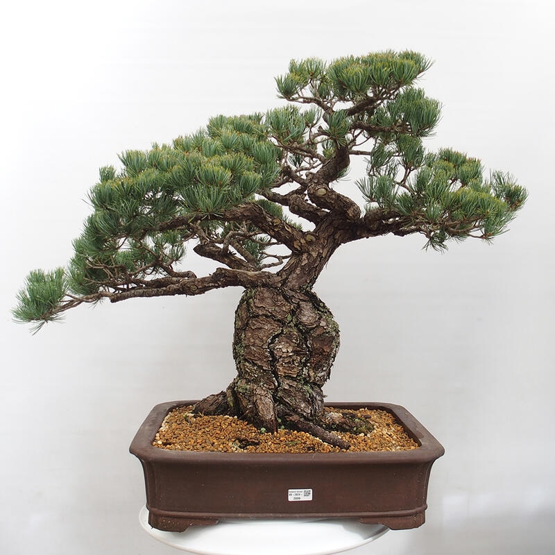 Venkovní bonsai - Pinus parviflora - Borovice drobnokvětá