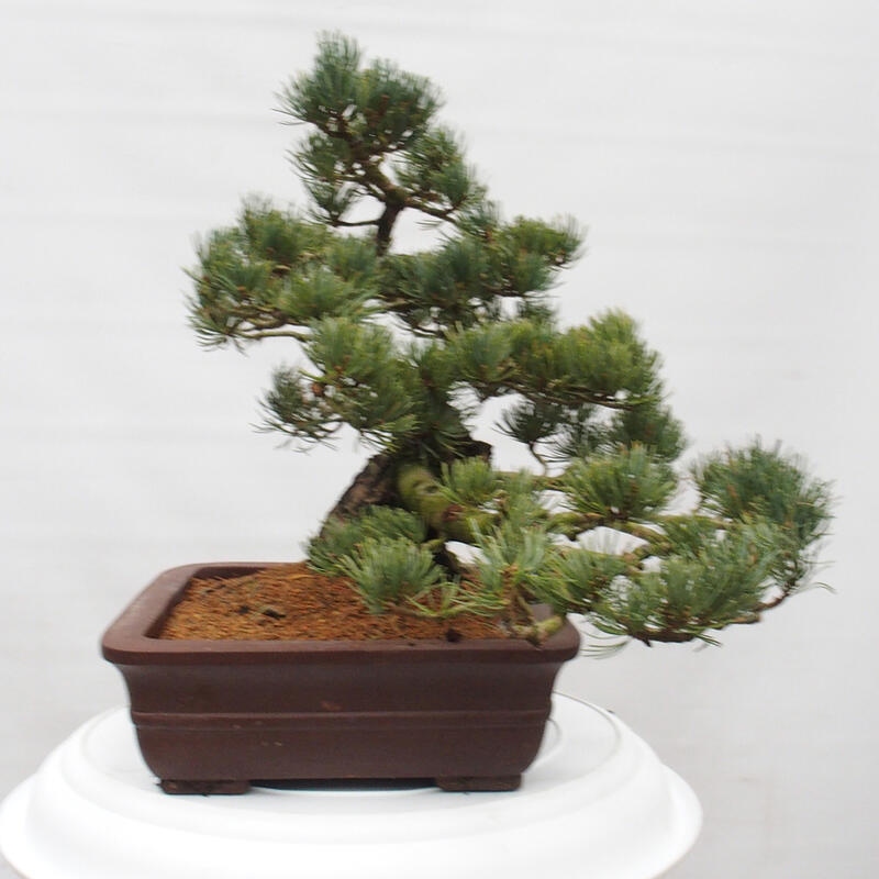 Venkovní bonsai - Pinus parviflora - Borovice drobnokvětá