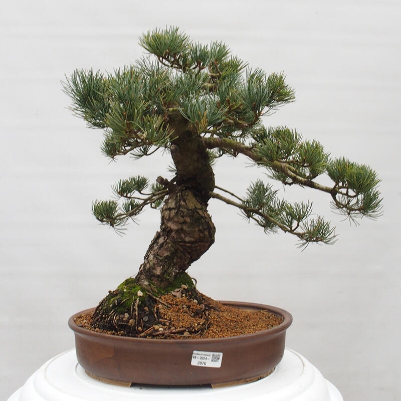 Venkovní bonsai - Pinus parviflora - Borovice drobnokvětá