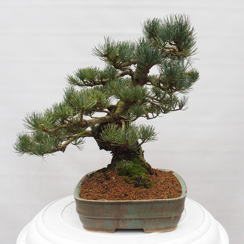 Venkovní bonsai - Pinus parviflora - Borovice drobnokvětá