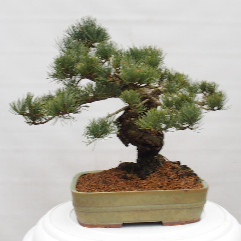 Venkovní bonsai - Pinus parviflora - Borovice drobnokvětá