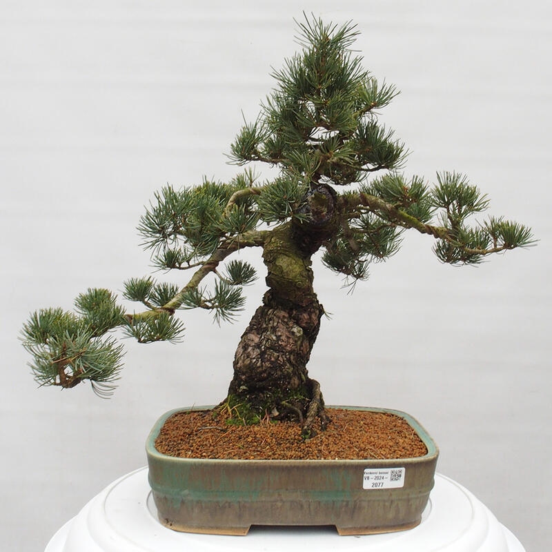 Venkovní bonsai - Pinus parviflora - Borovice drobnokvětá