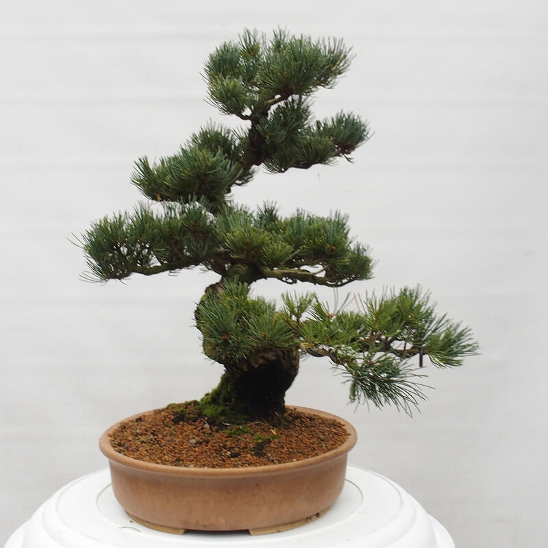 Venkovní bonsai - Pinus parviflora - Borovice drobnokvětá