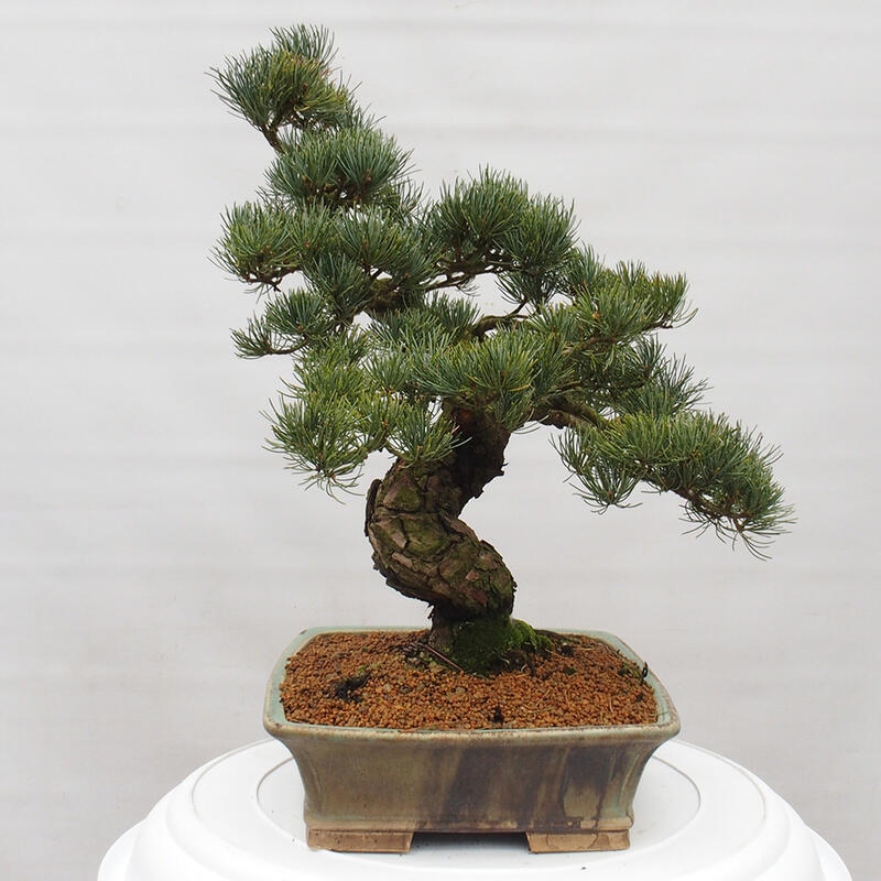 Venkovní bonsai - Pinus parviflora - Borovice drobnokvětá