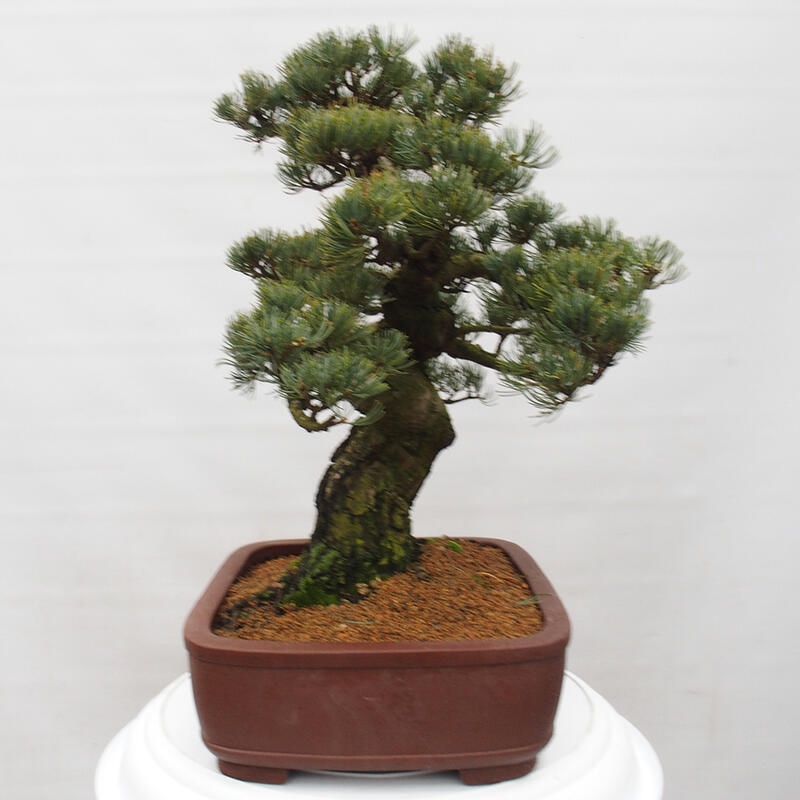 Venkovní bonsai - Pinus parviflora - Borovice drobnokvětá