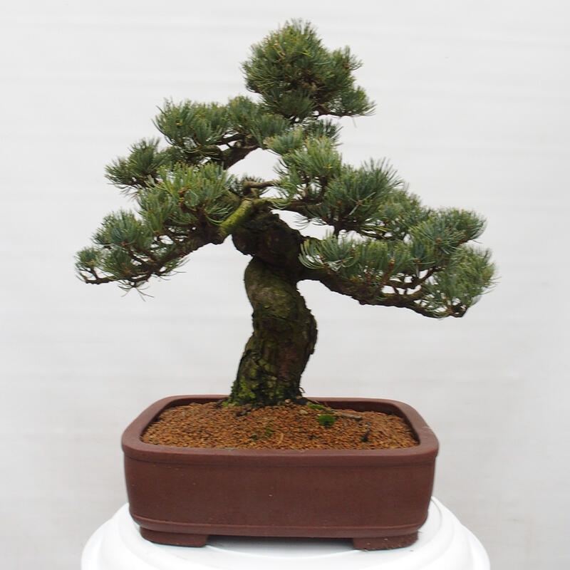 Venkovní bonsai - Pinus parviflora - Borovice drobnokvětá