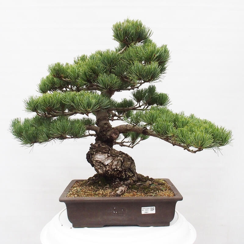 Venkovní bonsai - Pinus parviflora - Borovice drobnokvětá