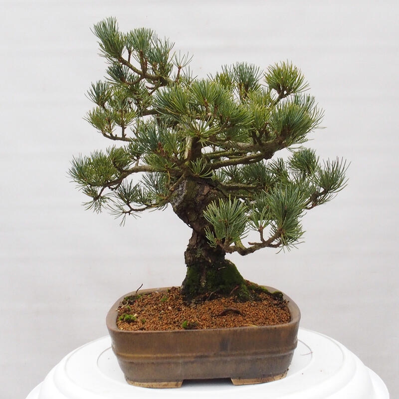 Venkovní bonsai - Pinus parviflora - Borovice drobnokvětá