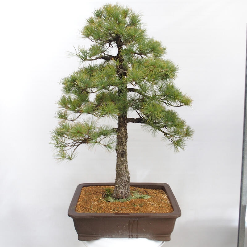 Venkovní bonsai - Pinus parviflora - Borovice drobnokvětá