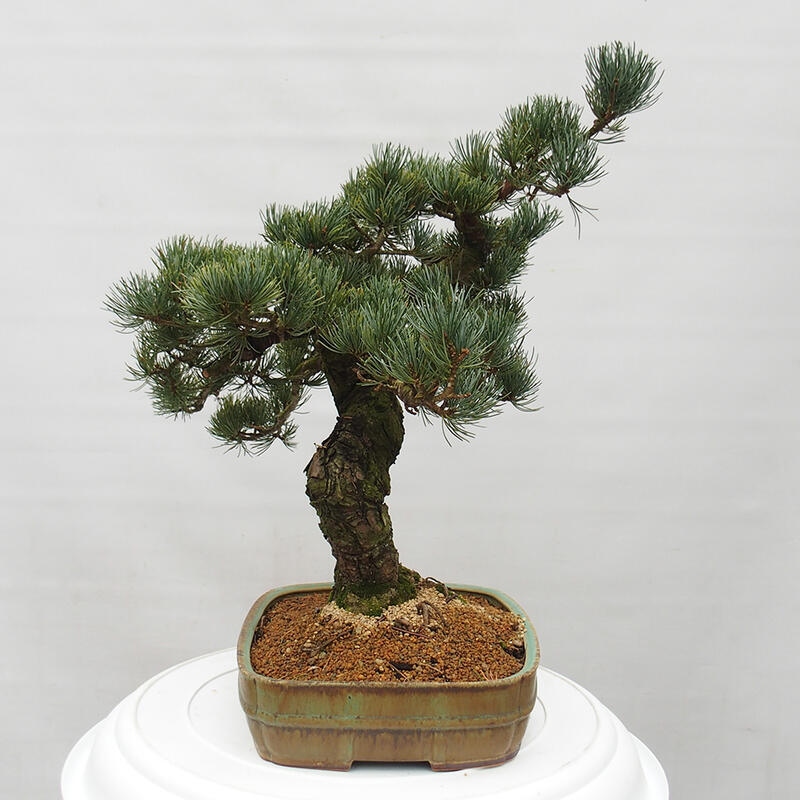 Venkovní bonsai - Pinus parviflora - Borovice drobnokvětá