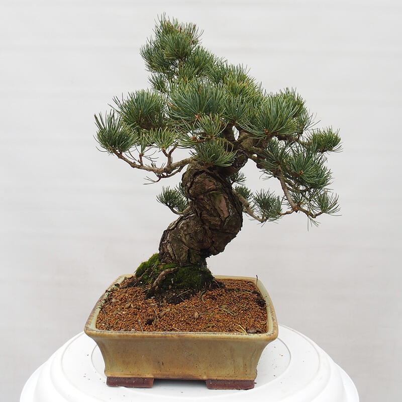 Venkovní bonsai - Pinus parviflora - Borovice drobnokvětá