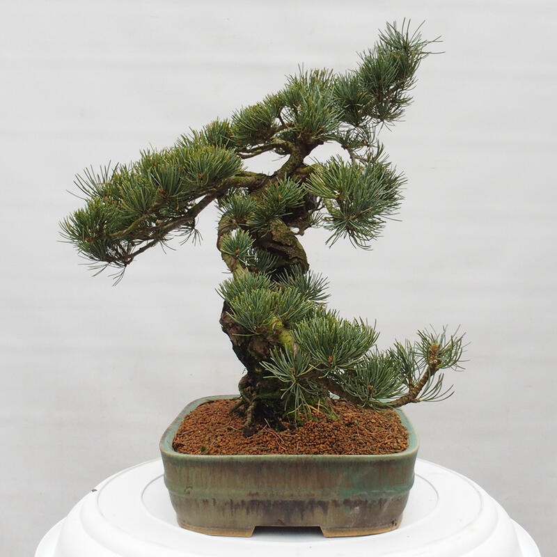 Venkovní bonsai - Pinus parviflora - Borovice drobnokvětá