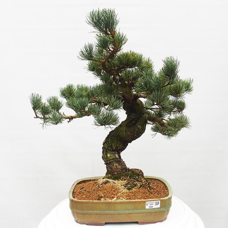 Venkovní bonsai - Pinus parviflora - Borovice drobnokvětá