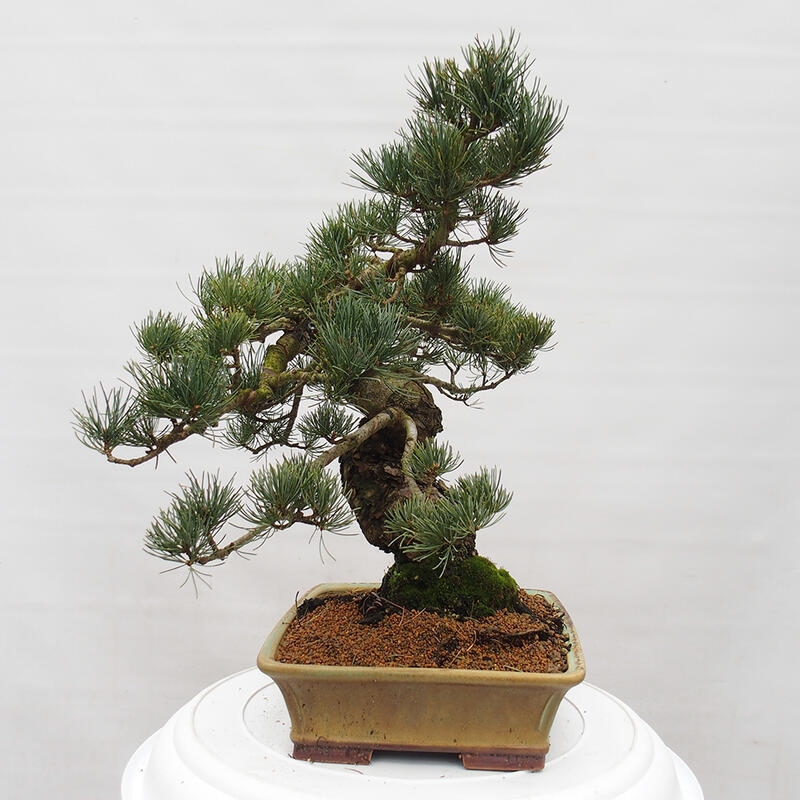 Venkovní bonsai - Pinus parviflora - Borovice drobnokvětá