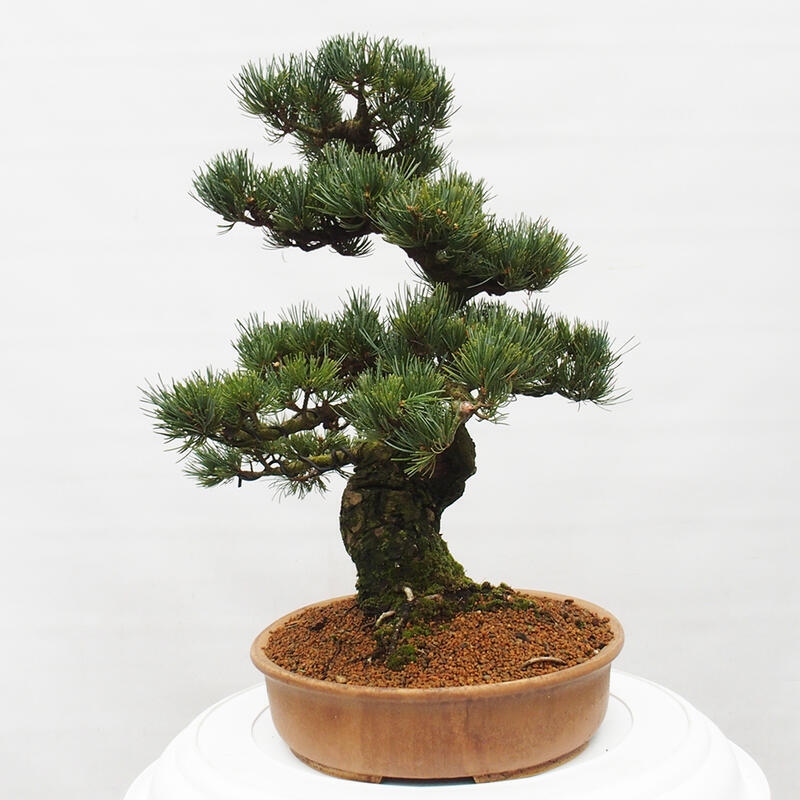 Venkovní bonsai - Pinus parviflora - Borovice drobnokvětá