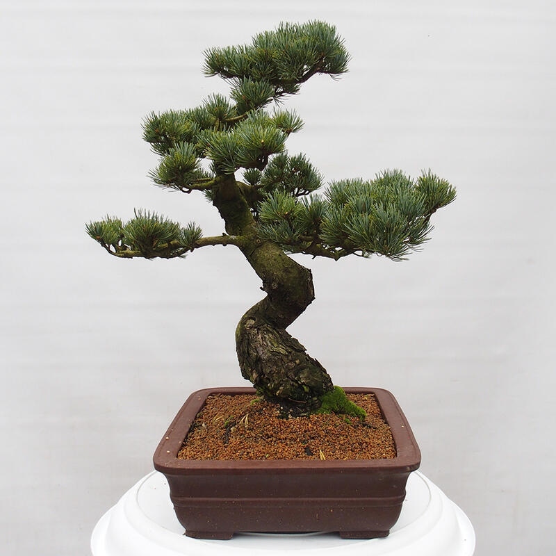 Venkovní bonsai - Pinus parviflora - Borovice drobnokvětá