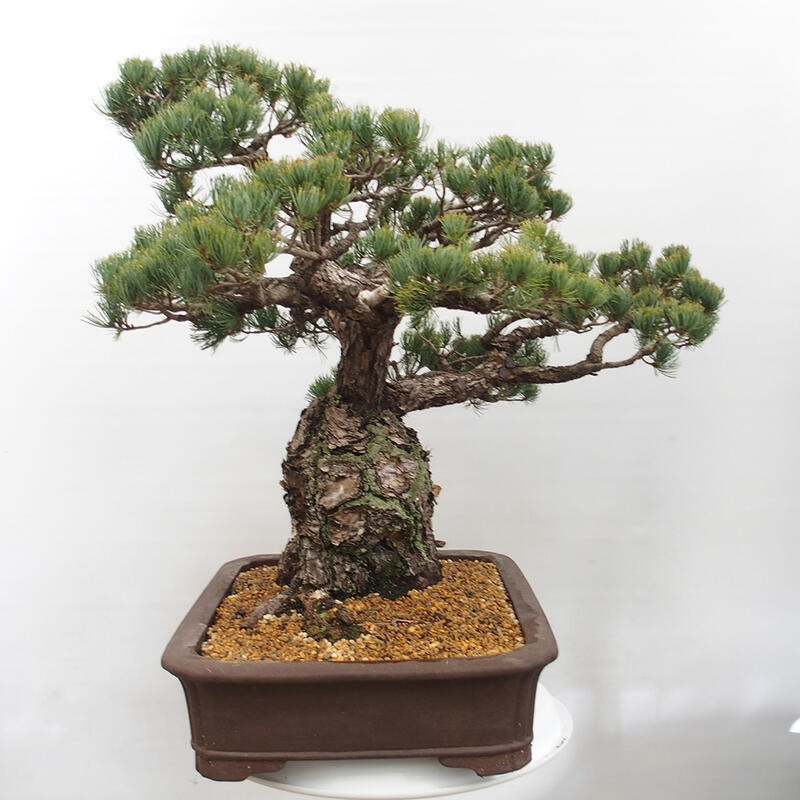 Venkovní bonsai - Pinus parviflora - Borovice drobnokvětá