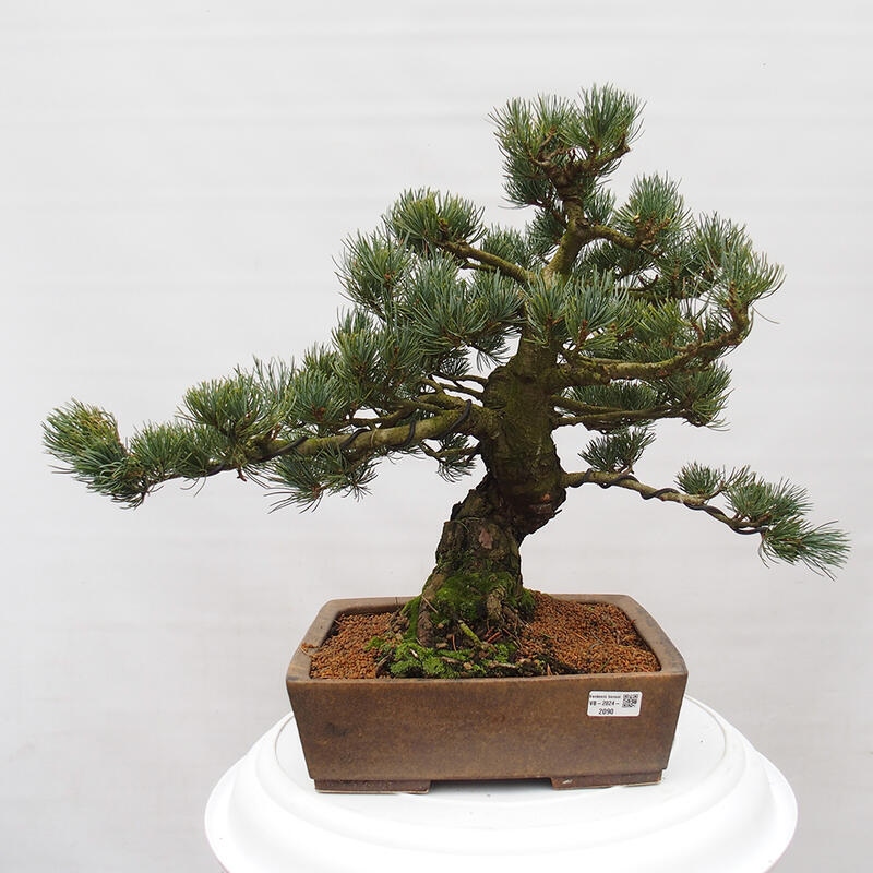 Venkovní bonsai - Pinus parviflora - Borovice drobnokvětá