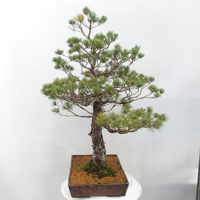 Venkovní bonsai - Pinus parviflora - Borovice drobnokvětá