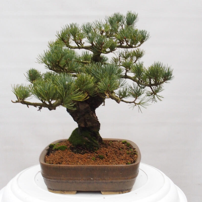 Venkovní bonsai - Pinus parviflora - Borovice drobnokvětá