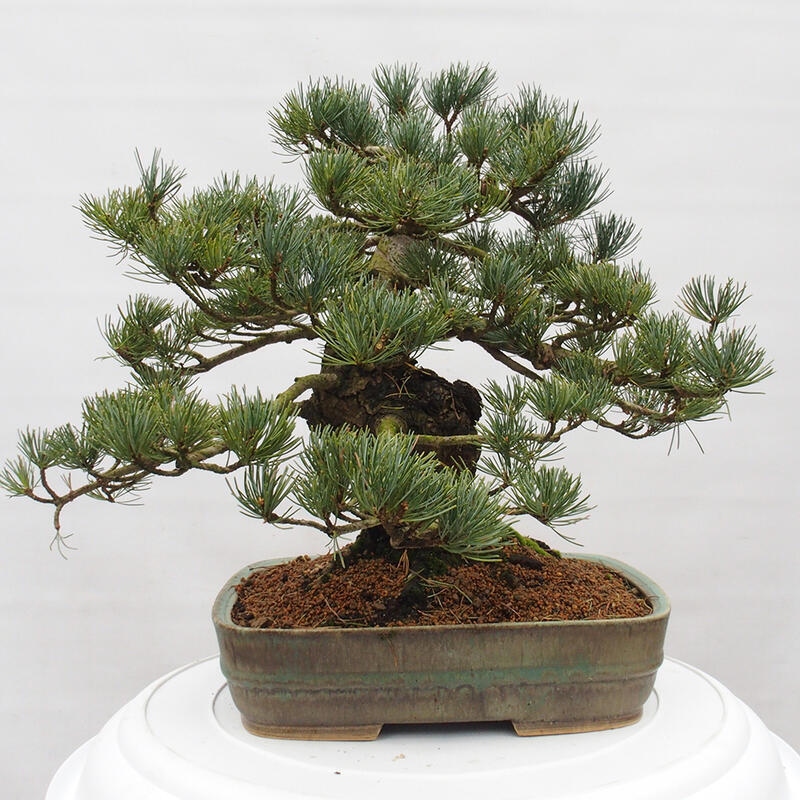 Venkovní bonsai - Pinus parviflora - Borovice drobnokvětá