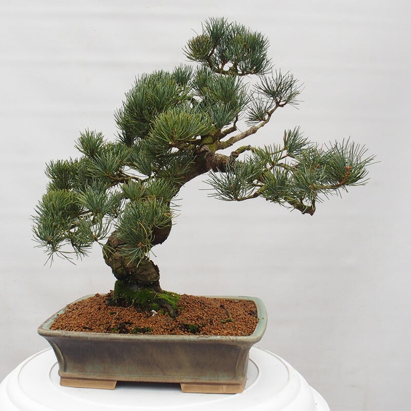 Venkovní bonsai - Pinus parviflora - Borovice drobnokvětá