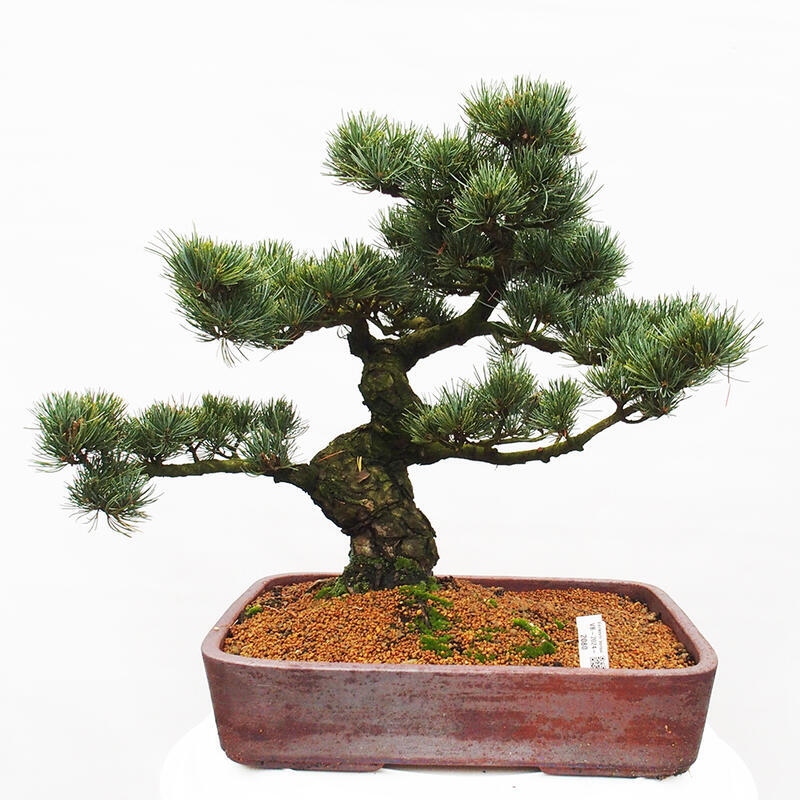 Venkovní bonsai - Pinus parviflora - Borovice drobnokvětá