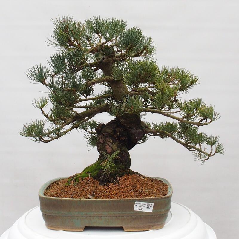 Venkovní bonsai - Pinus parviflora - Borovice drobnokvětá