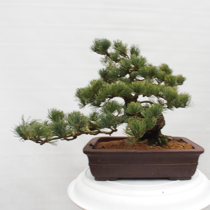 Venkovní bonsai - Pinus parviflora - Borovice drobnokvětá