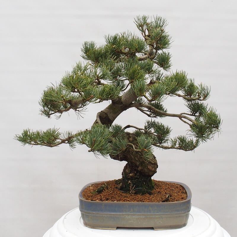 Venkovní bonsai - Pinus parviflora - Borovice drobnokvětá