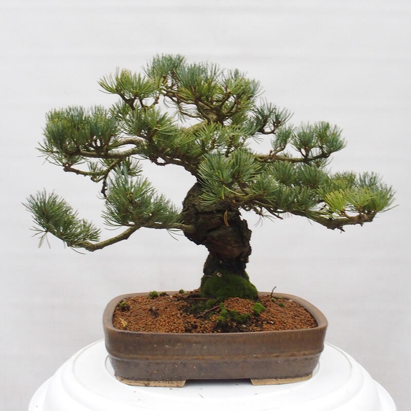 Venkovní bonsai - Pinus parviflora - Borovice drobnokvětá