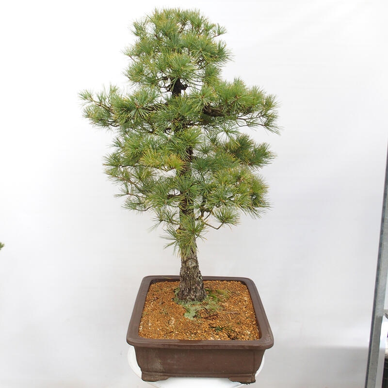 Venkovní bonsai - Pinus parviflora - Borovice drobnokvětá