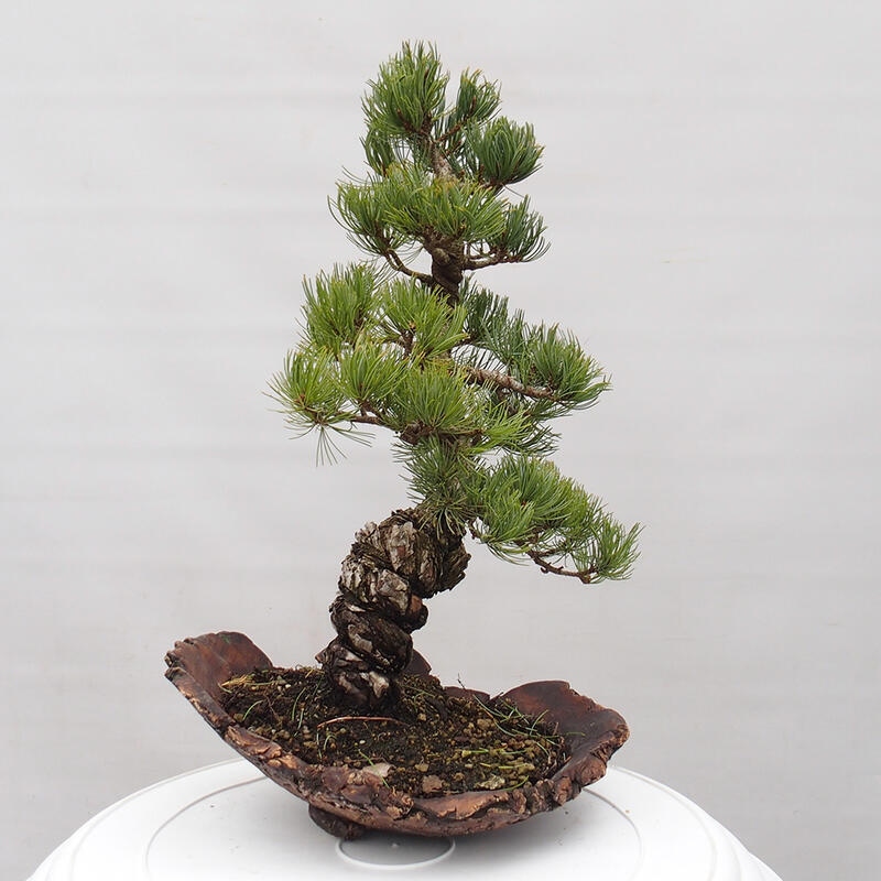 Venkovní bonsai - Pinus parviflora - Borovice drobnokvětá